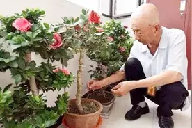 花盆里为什么要放两枚硬币，看完涨知识了，回家赶快试试视频封面