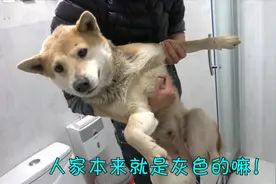 最爱游泳的中华田园犬却最害怕洗澡，主人软硬兼施，就差抱着洗了