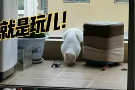 猫咪在我们身边走来走去，用头蹭我们，甚至啃咬我们脚踝3点解释视频封面