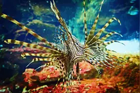 盘点世界上最美的10种鱼（下）像刺猬一样的鱼你见过吗？