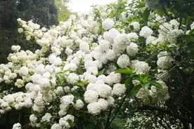 这种绣球花可以长成大树，树龄几百年，开花满树雪白视频封面