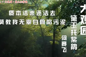 何赛飞老师演唱，越剧《大观园·黛玉托紫鹃》，质本洁来还洁去视频封面
