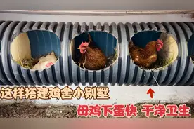 鸡舍这样搭建，母鸡下蛋快还能吃上纯天然的鸡蛋，简直是一举二得