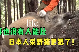 论对付野猪，还是日本人心狠手辣！拿斧头捶野猪。视频封面