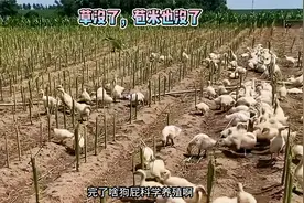 这和我想象中的鸭子吃草不太一样啊