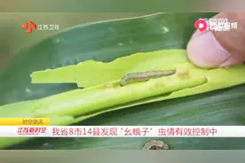 这种小虫可能导致农田绝收！江苏省多地已有出现，原产地在美洲视频封面