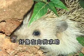 看到一只病了的呆萌小刺猬，遇到我就当做我的宠物吧，我要帮助它