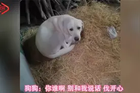 万物有灵！狗狗丢失3个月后被找回，闻到主人味道兴奋得连蹦带跳视频封面