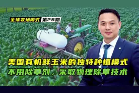 美国内销鲜食玉米的种植模式，居然不用除草剂，采取物理除草技术
