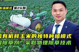美国内销鲜食玉米的种植模式，居然不用除草剂，采取物理除草技术视频封面