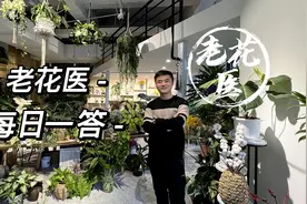 栀子花叶片干枯掉落？海棠叶片焦边黄叶是什么原因？每日一答。视频封面