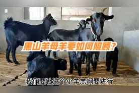 黑山羊生产期要如何照顾？羊友要注意3个事项，减少意外发生视频封面