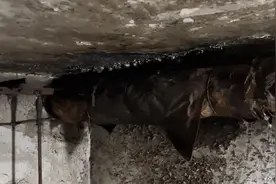 男子晒北京地下室居住环境  脏乱差墙壁全是霉菌，进屋后大开眼界视频封面