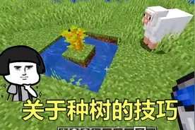 我的世界：mc里关于种树的小知识，学会这些技巧，能加快成长速度