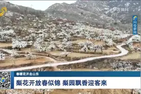 惊艳！梨花开放春似锦，快来宁阳凤凰山赴一场“浪漫春日”之约视频封面
