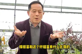 实生、扦插、嫁接苗有何不同？果树适合哪种苗？老杨详细讲解用途视频封面