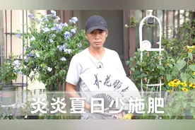 夏季炎热少施肥，一不小心就肥害，好心反而办坏事视频封面