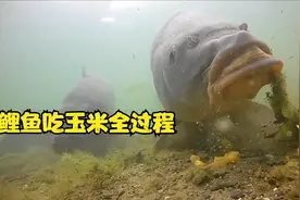 水下高清摄像头拍摄鲤鱼吃玉米全过程