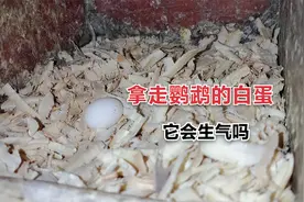 鹦鹉下的白蛋能拿出来吗，会不会对老鸟造成不好的影响呢