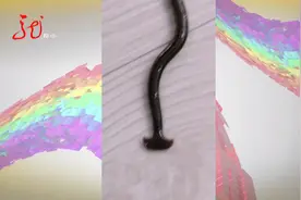 稀奇！家里有“客”到访  竟然谁都不认识视频封面