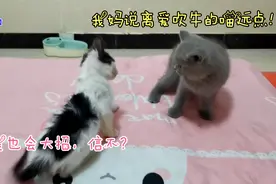 小流浪猫跟小奶猫第一次见面，就互殴起来，长毛小奶猫突然放大招