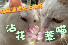为了提升猫城堡的颜值，我终于在墙头上给猫咪们种上了花视频封面