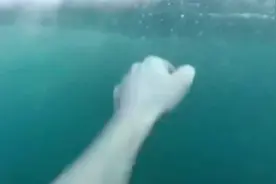 命大！一外国男子跳水后遇上鲨鱼，死里逃生...镜头记录全过程！视频封面