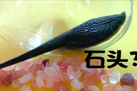 水蛭之敌?水蛭居然害怕这种红色石头!