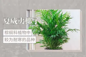 夏威夷椰子——棕榈科植物中较为耐寒的品种视频封面