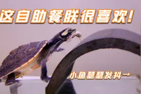 来看看侧颈龟的捕鱼能力！圆澳、沼泽吃小鱼一口一条！非常凶猛！视频封面