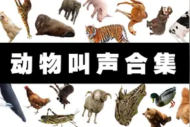 各种动物的叫声大合集，哪种动物的你没听过？
