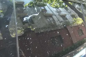 郑州一街道旁50年桐树滴落满地“树胶”，市政：已治理但无法根除视频封面