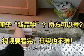 车厘子“新品种”？南方可以养？视频要看完，其实也不难！视频封面