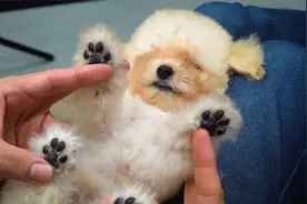 给几个月大的小奶狗洗澡剪毛，看到它你会被萌化的~！