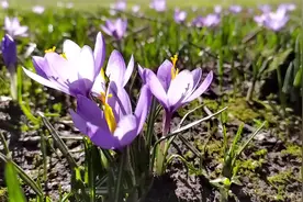 有“红色黄金”美誉的昂贵香料，美丽番红花，快来看看？