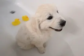 七周大的小金毛第一次洗澡！大金毛全程观摩！