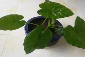 叶大“招财”！5种适合养在客厅的大叶绿植，好看又吉祥视频封面