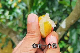 5种优质黄皮大比拼，它们之间哪种早熟？哪种更好吃？值得你一看