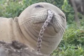 男子发现海豹鼻子长出了一条“尾巴”，了解原因后，哭笑不得视频封面