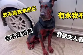 带上大狼狗一千去钓鱼，大狼狗看着水就怕，就专门给我看车了！