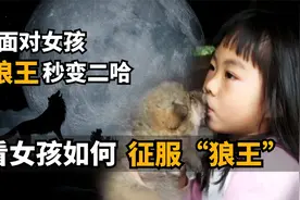 凶暴残忍的“狼王”竟被女孩养成二哈，任女孩随意欺负！视频封面