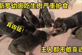 卡斯罗幼崽吃生肉严重护食，主人都不敢靠近，真是太吓人了！视频封面