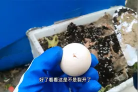 臭鸡蛋能养花？越臭越好哦！