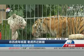 农历虎年将至 老虎乔迁新居