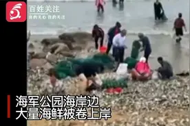 台风过境青岛海滩现大量海鲜 市民赶海用桶装车拉