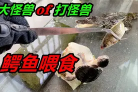 鳄鱼体长已经达到70公分，此时对它进行挑衅，会是什么下场视频封面