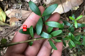 “阿利藤”民间叫它七里香，福建人常用来炖猪蹄，可知它有小毒？视频封面