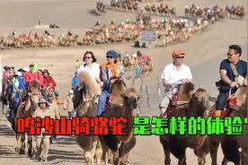你在敦煌鸣沙山骑骆驼了吗？100元1位，上千头骆驼的画面很震撼视频封面