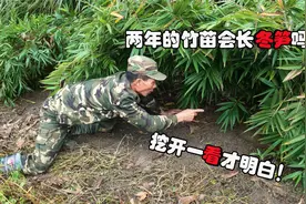 野外两年的竹苗会长冬笋吗？网友们很好奇，大哥挖开一看才明白视频封面