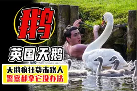 英国警察打不过鹅，被送去上抓鹅培训课？英国女王的鹅为啥那么凶视频封面